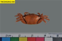 藏品(弧邊管招潮蟹)的圖片